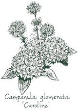 <i>Campanula glomerata</i> &lsquo;Caroline&rsquo;