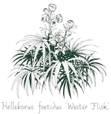 <em>Helleborus foetidus</em>  &lsquo;Wester Flisk&rsquo;
