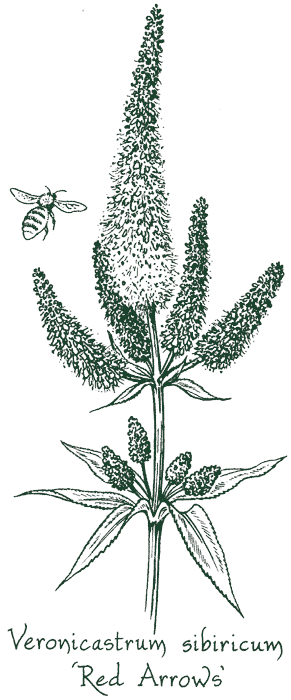 Veronicastrum sibiricum &lsquo;Red Arrows&rsquo;