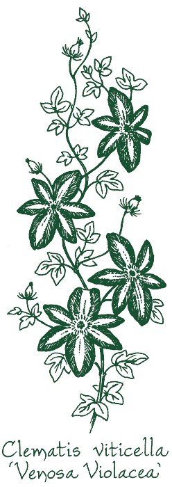 Clematis viticella &lsquo;Venosa Violacea&rsquo;
