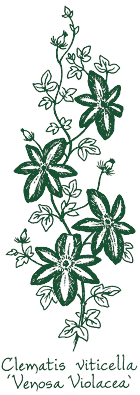 <i>Clematis viticella</i> &lsquo;Venosa Violacea&rsquo;