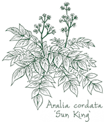 <i>Aralia cordata</i> &lsquo;Sun King&rsquo;