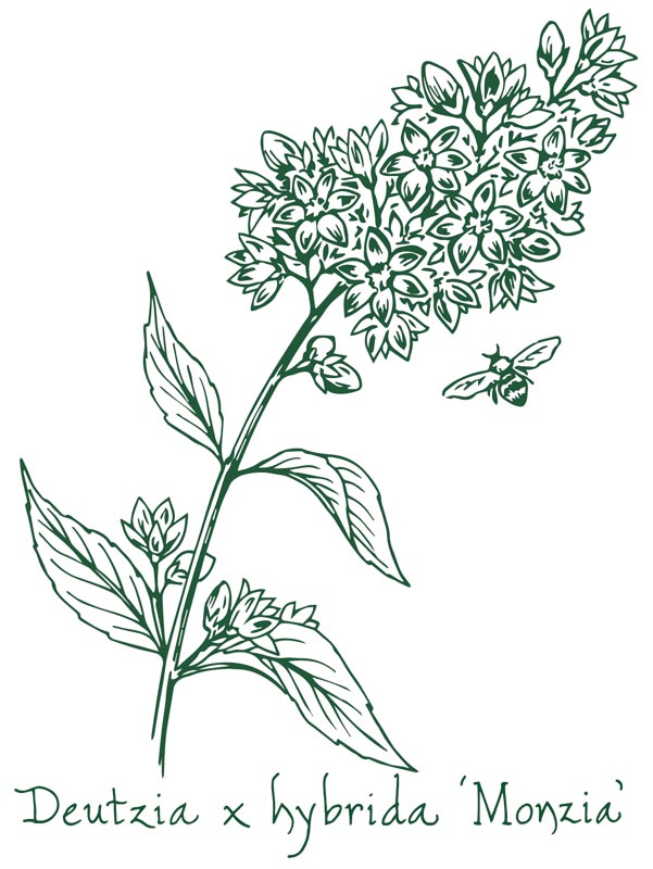 Deutzia &lsquo;Monzia&rsquo;