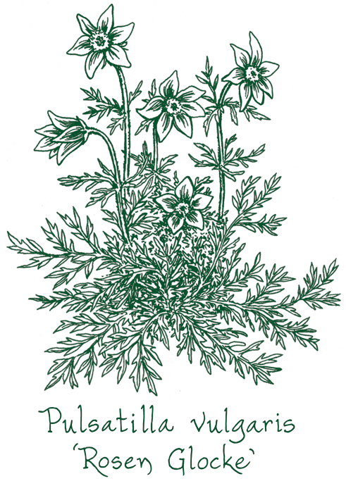 Pulsatilla vulgaris &lsquo;Rosen Glocke&rsquo;