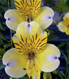 <i>Alstroemeria violacea</i> &lsquo;Yellow Friendship&rsquo;