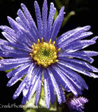 <i>Aster x frikartii</i> &lsquo;M&ouml;nch&rsquo;