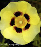 <i>x Halimiocistus wintonensis</i> &lsquo;Merrist Wood Cream&rsquo;