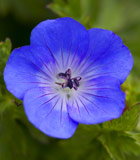 <i>Geranium</i> &lsquo;Brookside&rsquo;
