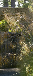 <i>Stipa</i> (Giant Feather Grass, Pillar of Smoke)