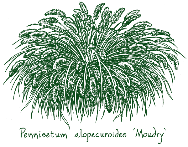 Pennisetum alopecuroides &lsquo;Moudry&rsquo;