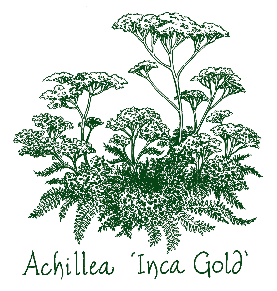 Achillea &lsquo;Inca Gold&rsquo;