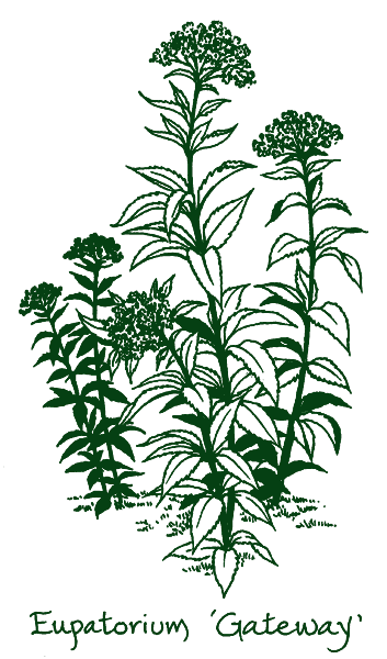 Eupatorium maculatum &lsquo;Gateway&rsquo;