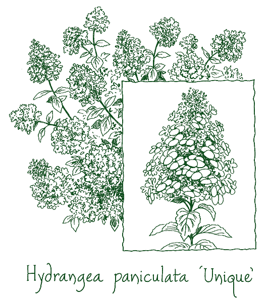 Hydrangea paniculata &lsquo;Unique&rsquo;