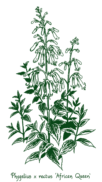 Phygelius rectus &lsquo;African Queen&rsquo;
