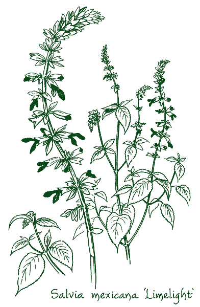Salvia mexicana &lsquo;Limelight&rsquo;