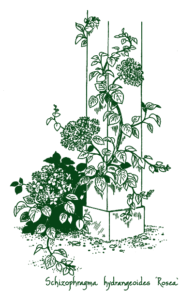 Schizophragma hydrangeoides &lsquo;Rosea&rsquo;