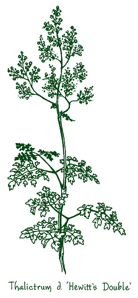 Thalictrum delavayi &lsquo;Hewitts Double&rsquo;