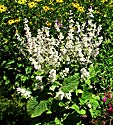<i>Salvia sclarea</i> &lsquo;Vatican White&rsquo;