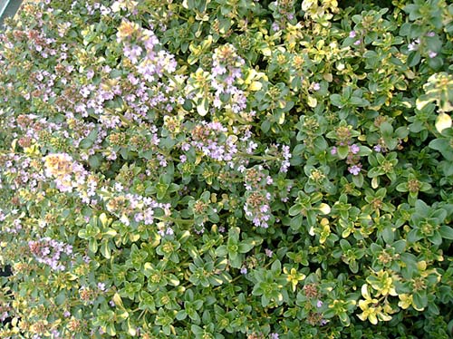 Thymus ‘Doone Valley’