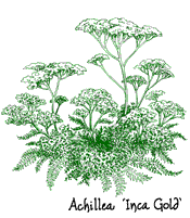 <i>Achillea</i> &lsquo;Inca Gold&rsquo;