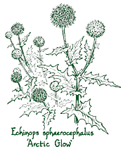 <i>Echinops sphaerocephalus</i> &lsquo;Arctic Glow&rsquo;