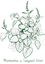 <i>Plectranthus argentatus</i> &lsquo;Longwood Silver&rsquo;