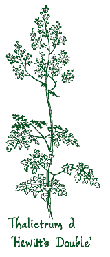 <i>Thalictrum delavayi</i> &lsquo;Hewitts Double&rsquo;