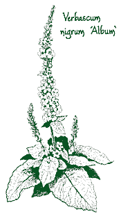 <i>Verbascum nigrum</i> &lsquo;Album&rsquo;