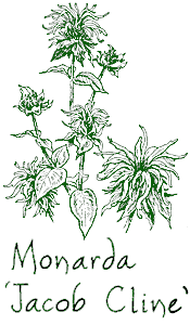 <i>Monarda didyma</i> &lsquo;Jacob Cline&rsquo;