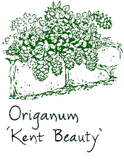 <i>Origanum</i> &lsquo;Kent Beauty&rsquo;