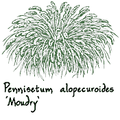 <i>Pennisetum alopecuroides</i> &lsquo;Moudry&rsquo;