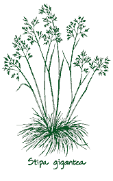 <i>Stipa gigantea</i>