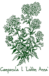 <i>Campanula lactiflora</i> &lsquo;Loddon Anna&rsquo;