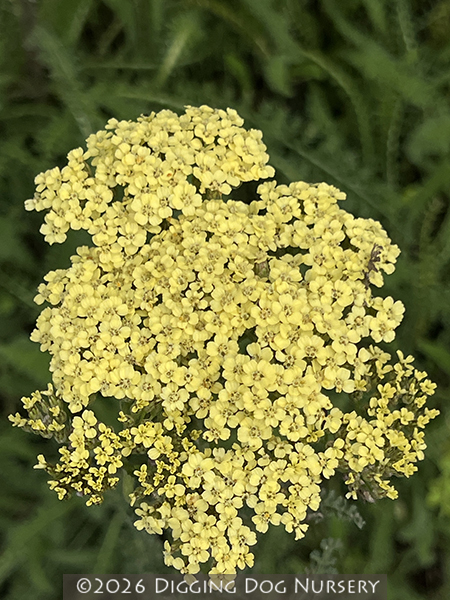 Achillea ‘Hella Glashoff’