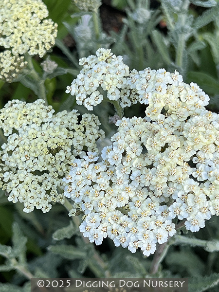 Achillea ‘Taygetea (cream form)’