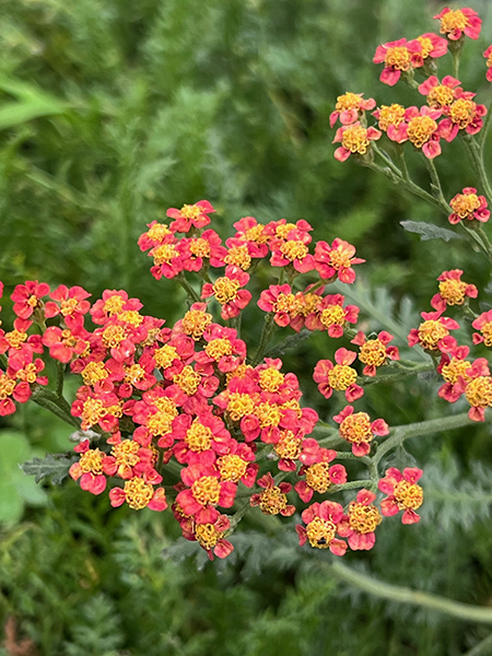 Achillea Walther Funcke