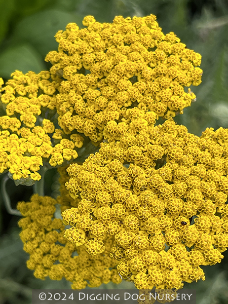 Achillea schwellenberg