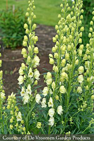 Aconitum napellus Album