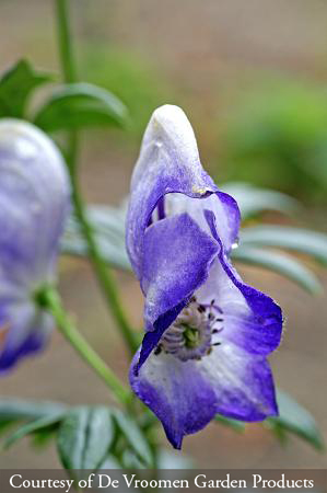 Aconitum cammarum Bicolor