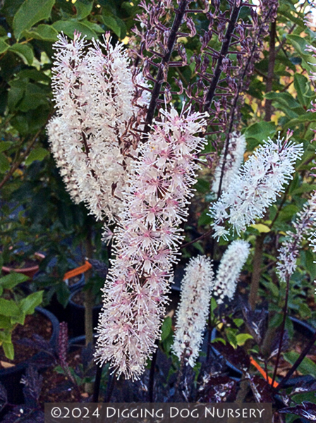 Actaea simplex ‘Brunette’
