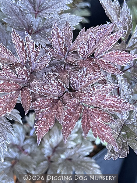 Actaea simplex (Atropurpurea Group) James Compton