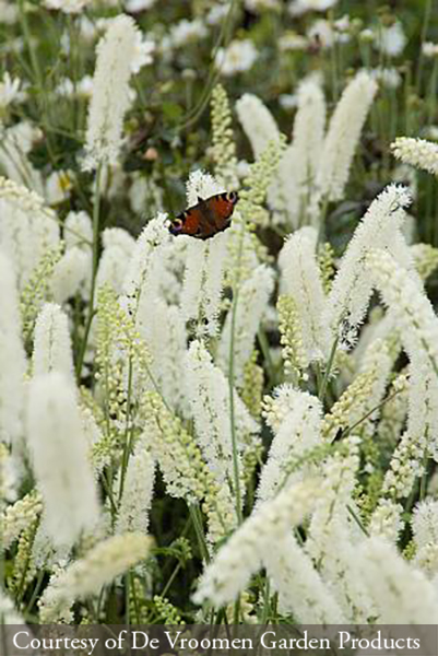 Actaea simplex White Pearl