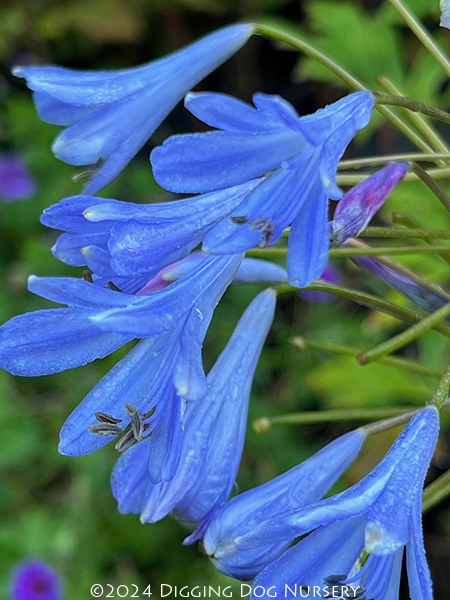 Agapanthus Lilliput