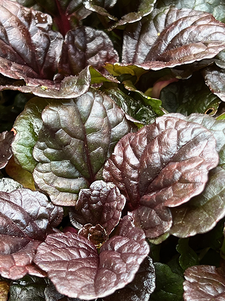Ajuga reptans Black Scallop