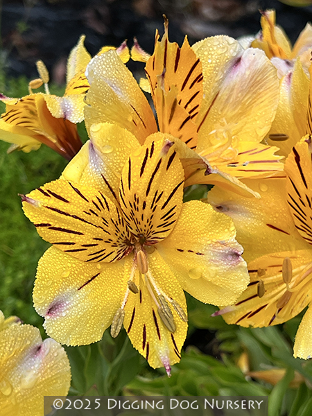 Alstroemeria Inca Rio�