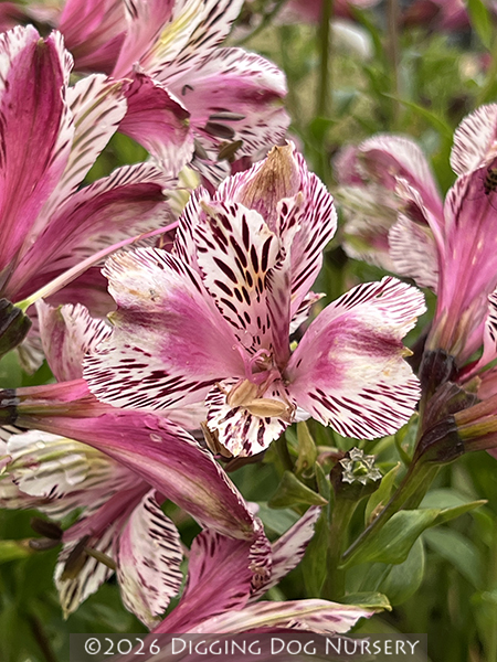 Alstroemeria Meyer&rsquo;s Rose