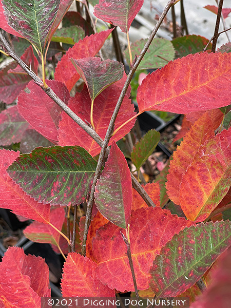 Amelanchier grandiflora &lsquo;Autumn Brilliance&rsquo;