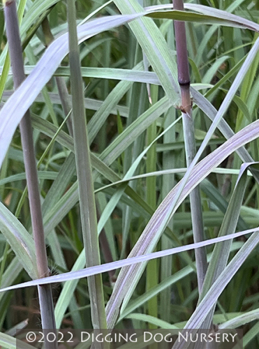 Andropogon gerardii &lsquo;Lord Snowden�s Big Blue&rsquo;