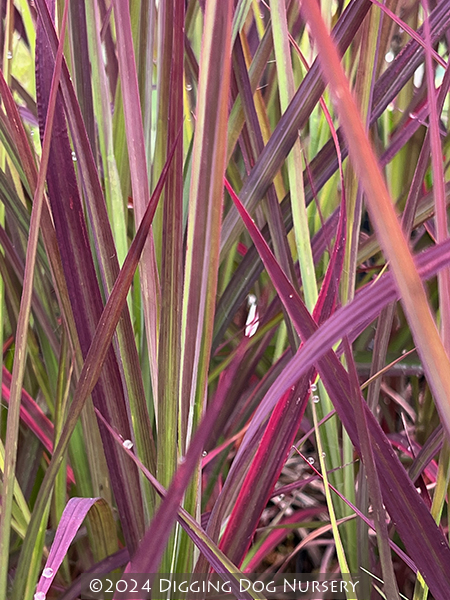 Andropogon gerardii &lsquo;Red October&rsquo;