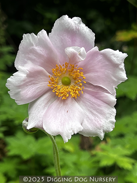 Anemone hybrida Alice